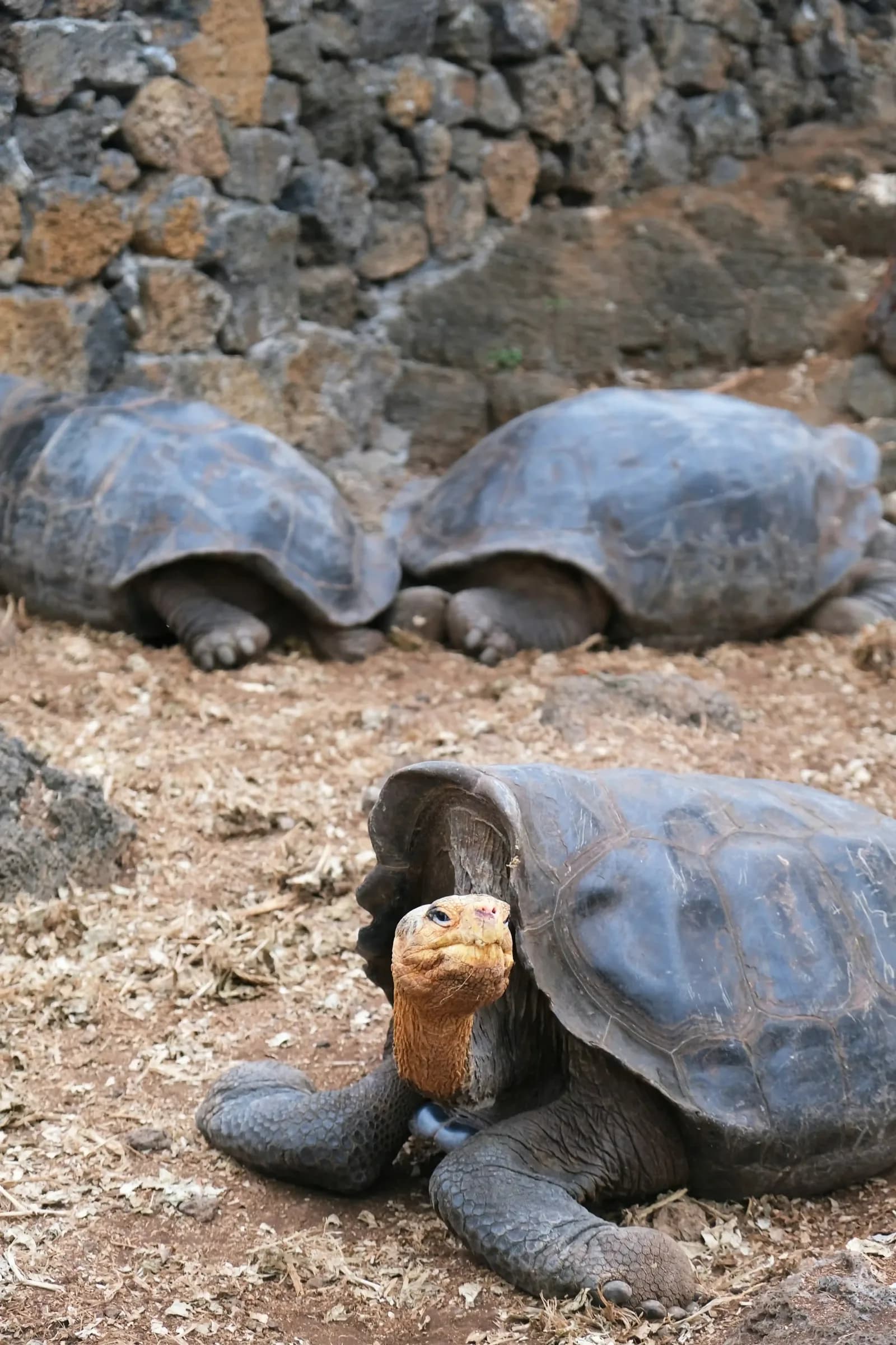 Tortuga Premium