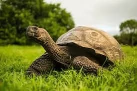 Tortuga Premium